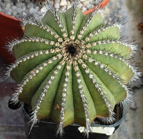 Uebelmannia_pectinifera